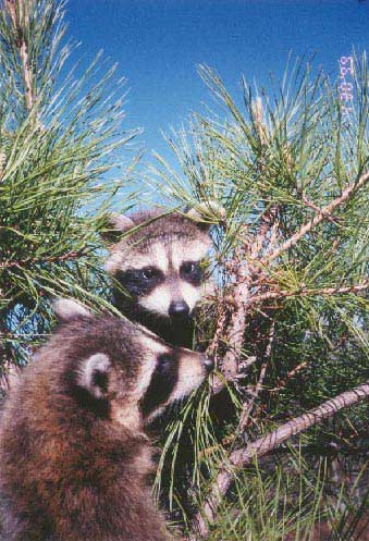 Jelly Bean and Gummy Bear